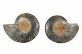 Cut/Polished Ammonite Fossil - Unusual Black Color #165635-1
